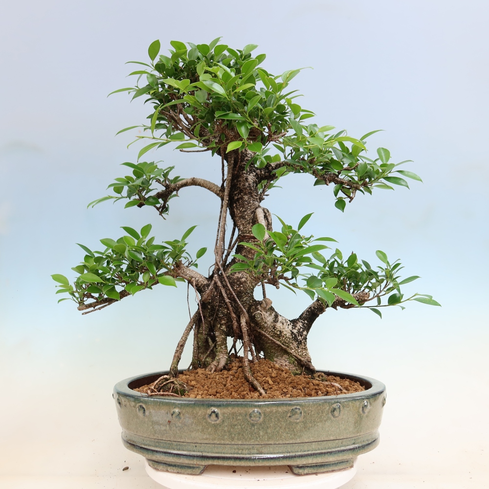 Pokojová bonsai - Ficus kimmen -  malolistý fíkus