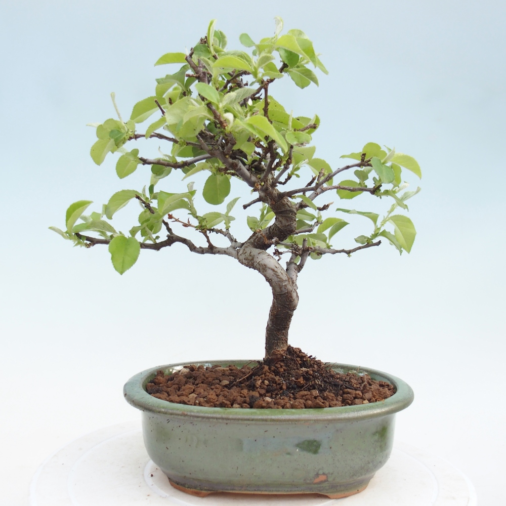 Venkovní  bonsai -  Chaneomeles chinensis - Kdoulovec čínsky