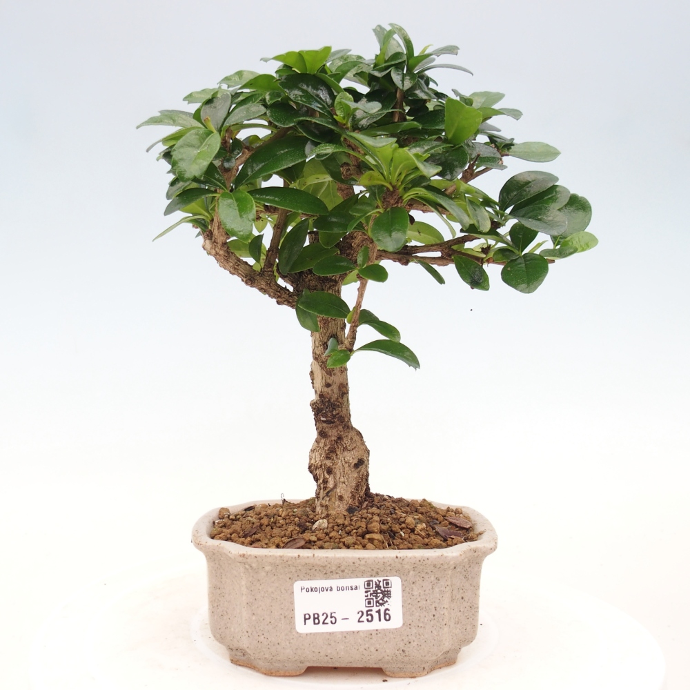 Pokojová bonsai - Carmona macrophylla - Čaj fuki