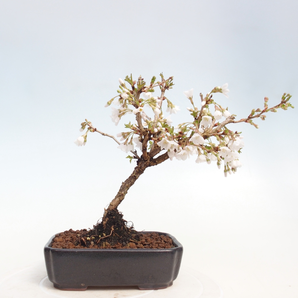 Venkovní bonsai - Prunus incisa Kojou-no mai-Slivoň vyříznutá