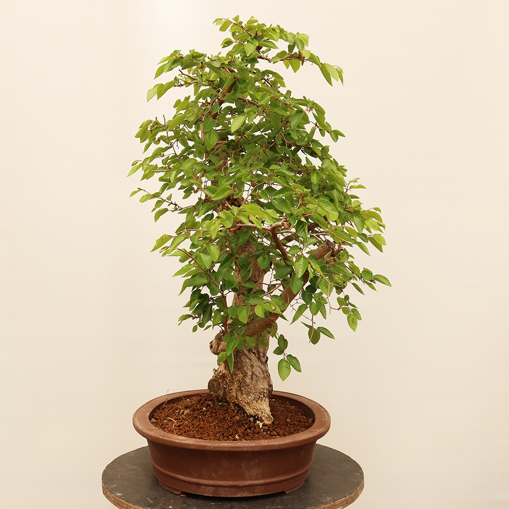 Venkovní bonsai -Carpinus Coreana - Habr korejský