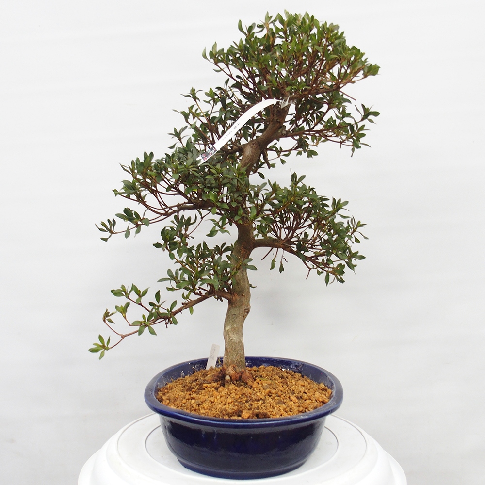 Venkovní bonsai - Japonská azalka - Azalea Chihiro