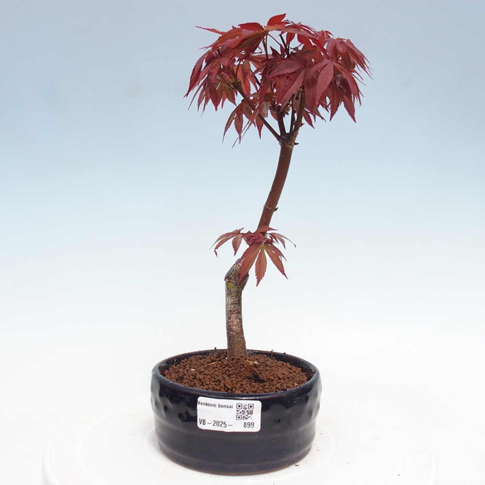 Venkovní bonsai - Acer palm. Atropurpureum-Javor dlanitolistý