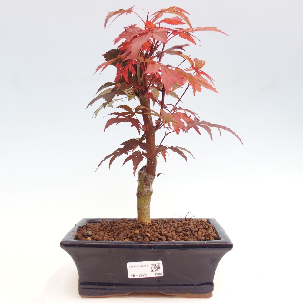 Venkovní bonsai - Acer palm. Atropurpureum-Javor dlanitolistý