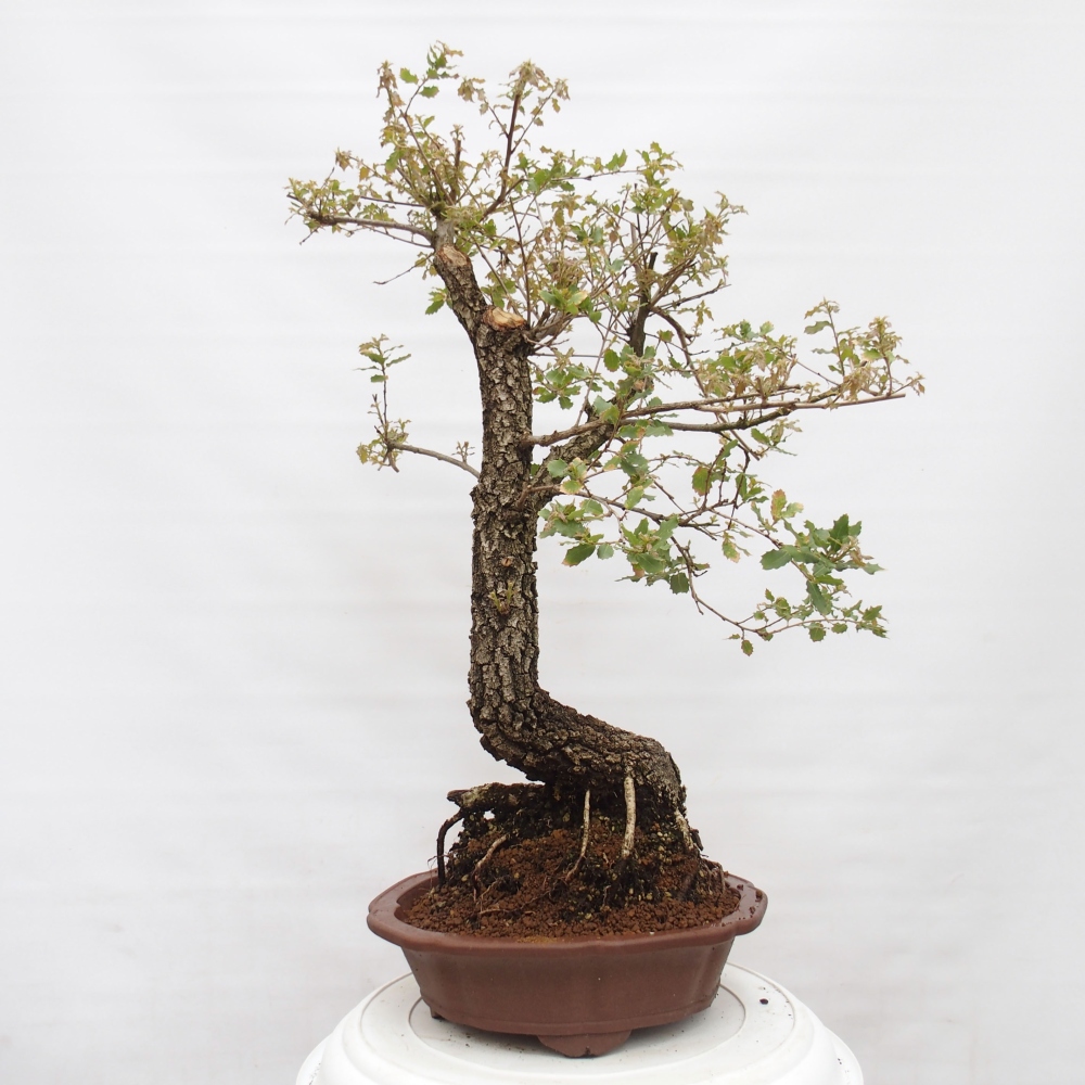 Yamadori - Quercus Ilex -Dub cesmínovitý