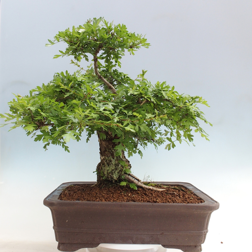 Venkovní bonsai - Hloh - Crataegus monogyna