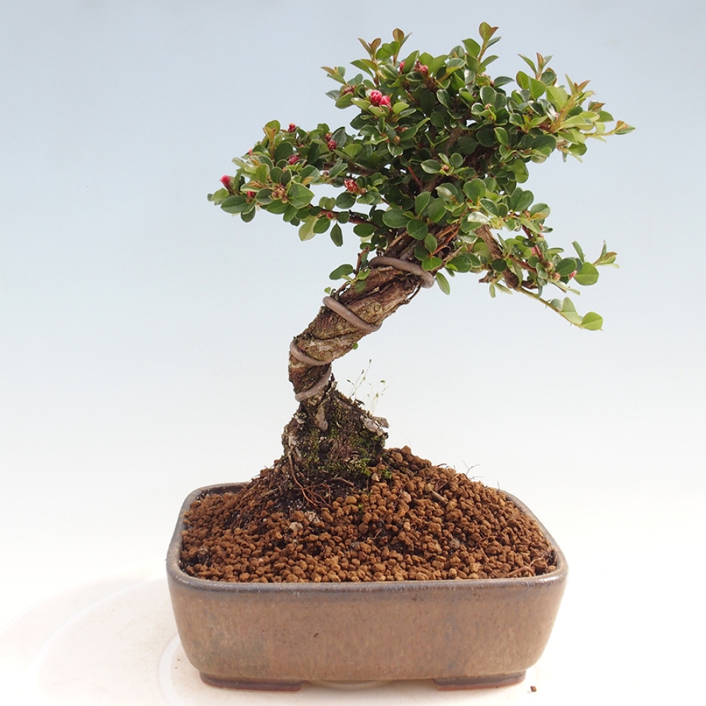 Venkovní bonsai - Cotoneaster horizontalis - Skalník