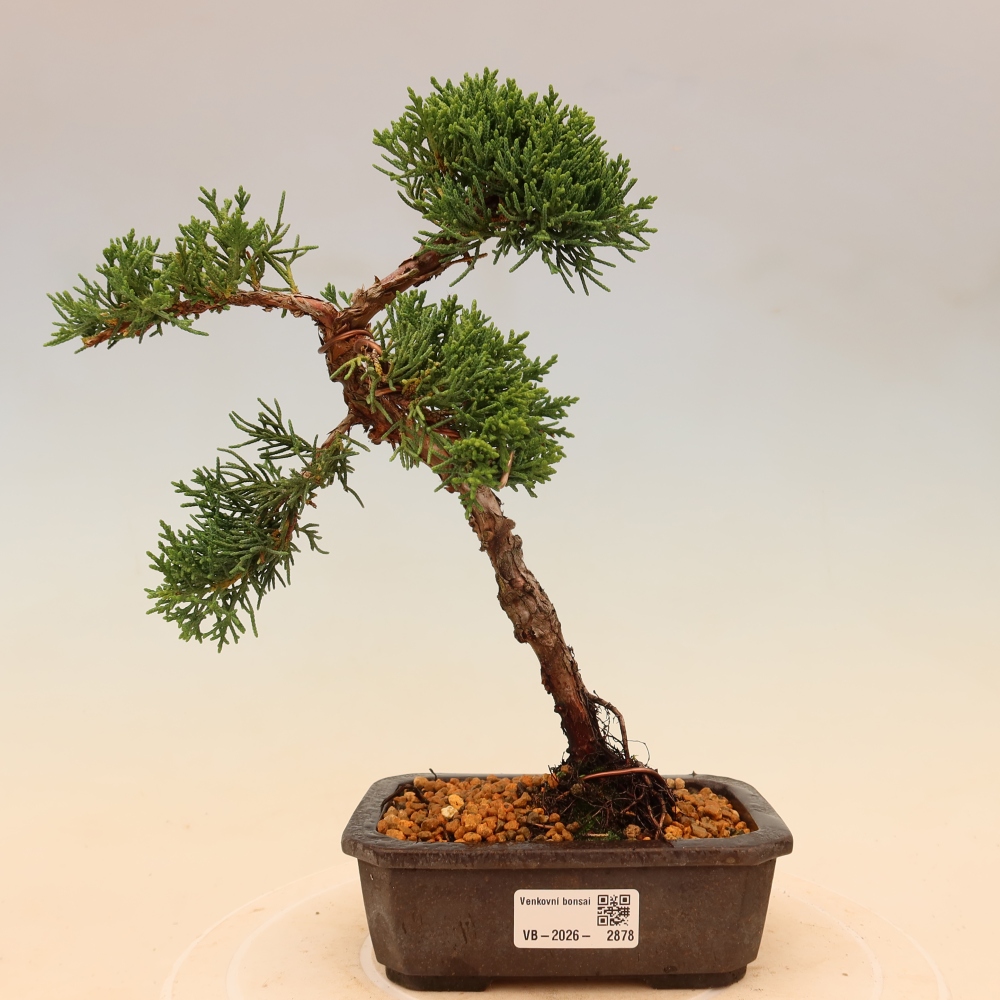 Venkovní bonsai - Juniperus chinensis Kishu -Jalovec čínský