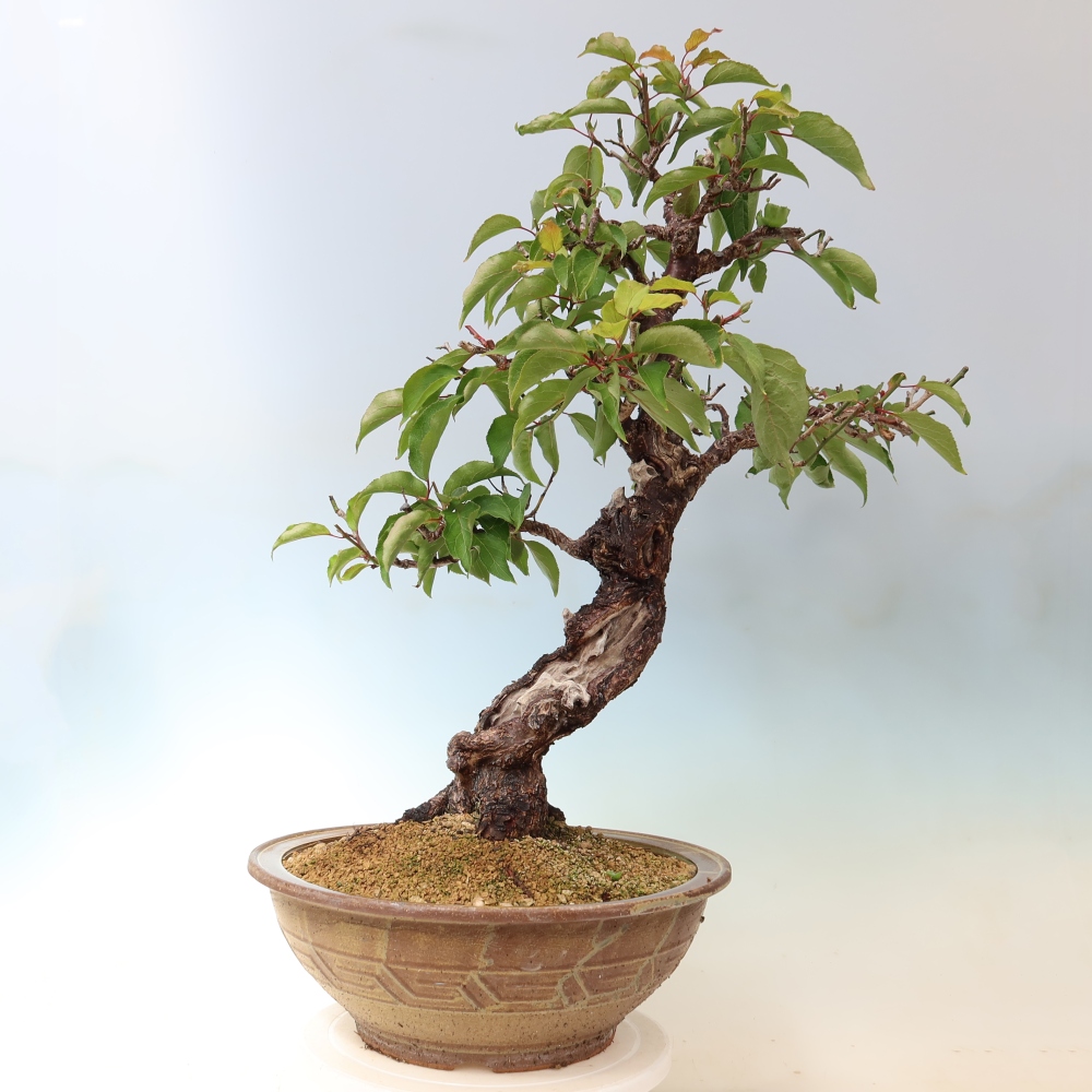 Venkovní bonsai -Japonská meruňka - Prunus Mume