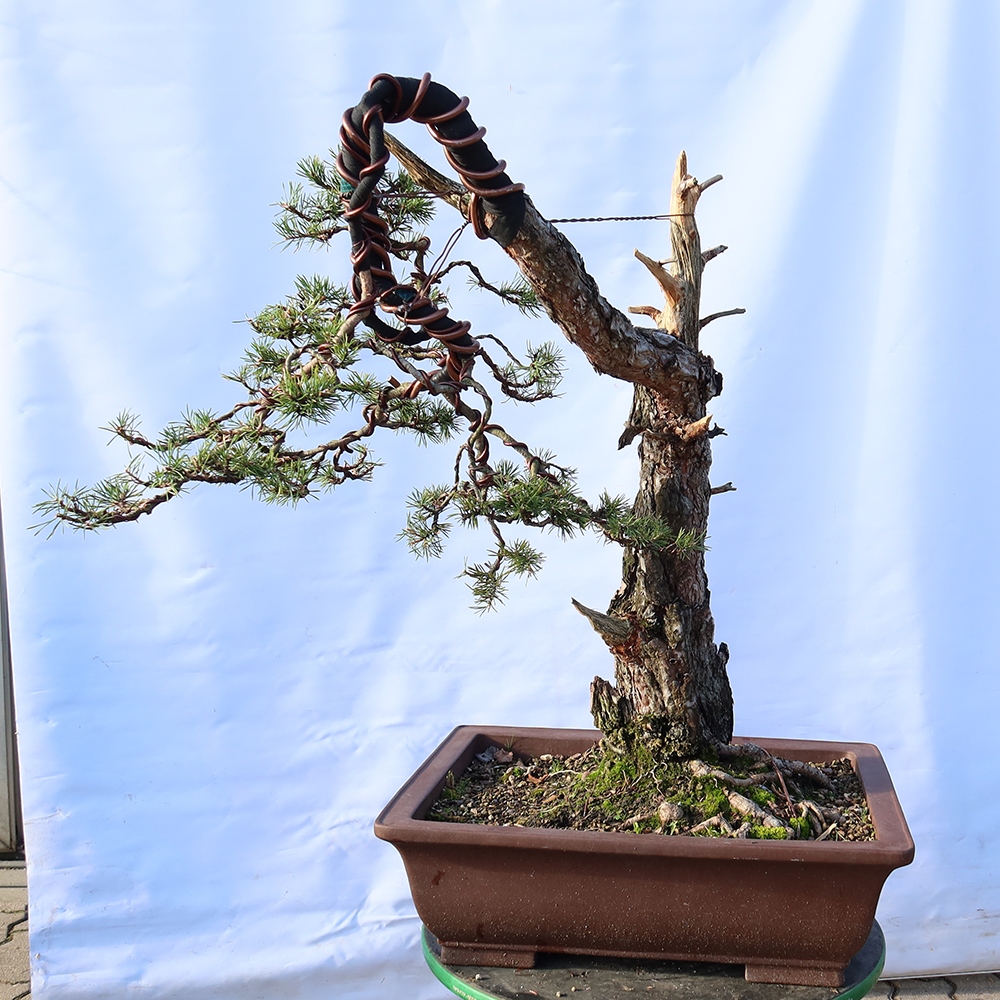 Pinus sylvestris Španělsko - borovice lesní