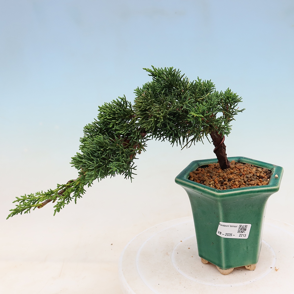 Venkovní bonsai - Juniperus chinensis Kishu -Jalovec čínský