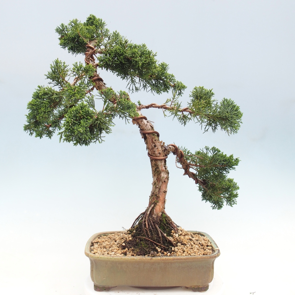 Venkovní bonsai - Juniperus chinensis Kishu -Jalovec čínský