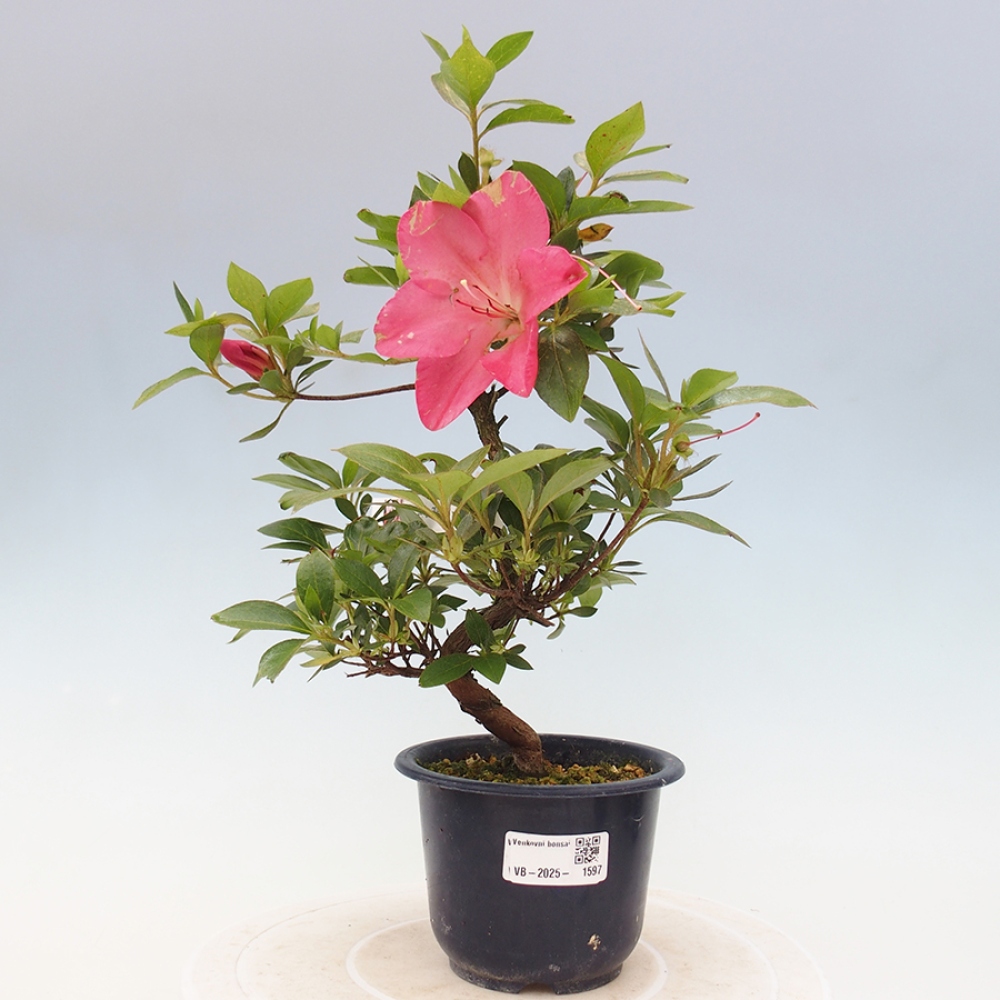 Venkovní bonsai - Japonská azalka - Azalea Saien