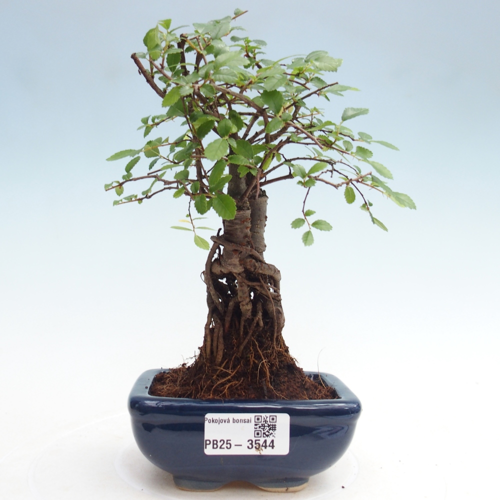 Pokojová bonsai - Ulmus parvifolia - Malolistý jilm