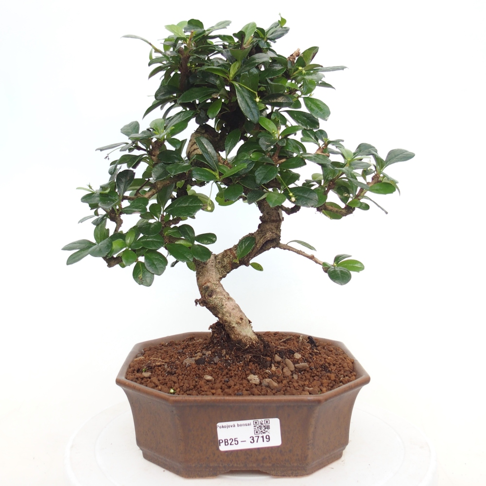 Pokojová bonsai - Carmona macrophylla - Čaj fuki