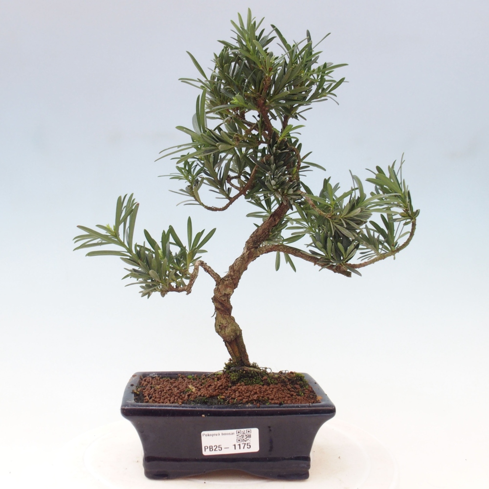 Pokojová bonsai - Podocarpus - Kamenný tis
