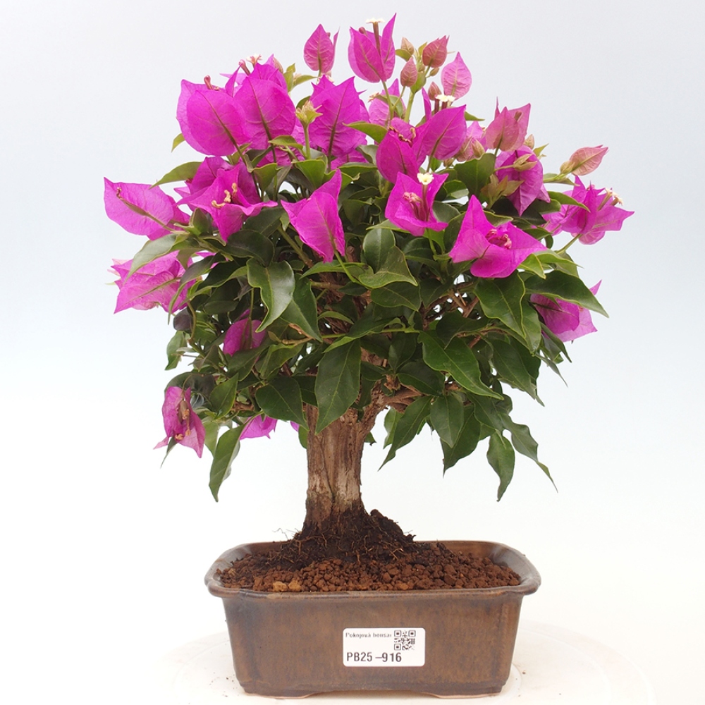 Pokojová bonsai - Bouganwilea