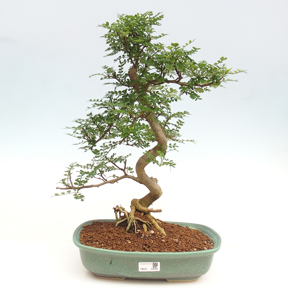 Pokojová bonsai - Zantoxylum piperitum - pepřovník