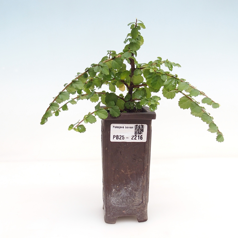Pokojová bonsai - Grewia sp. - Grewie malolistá