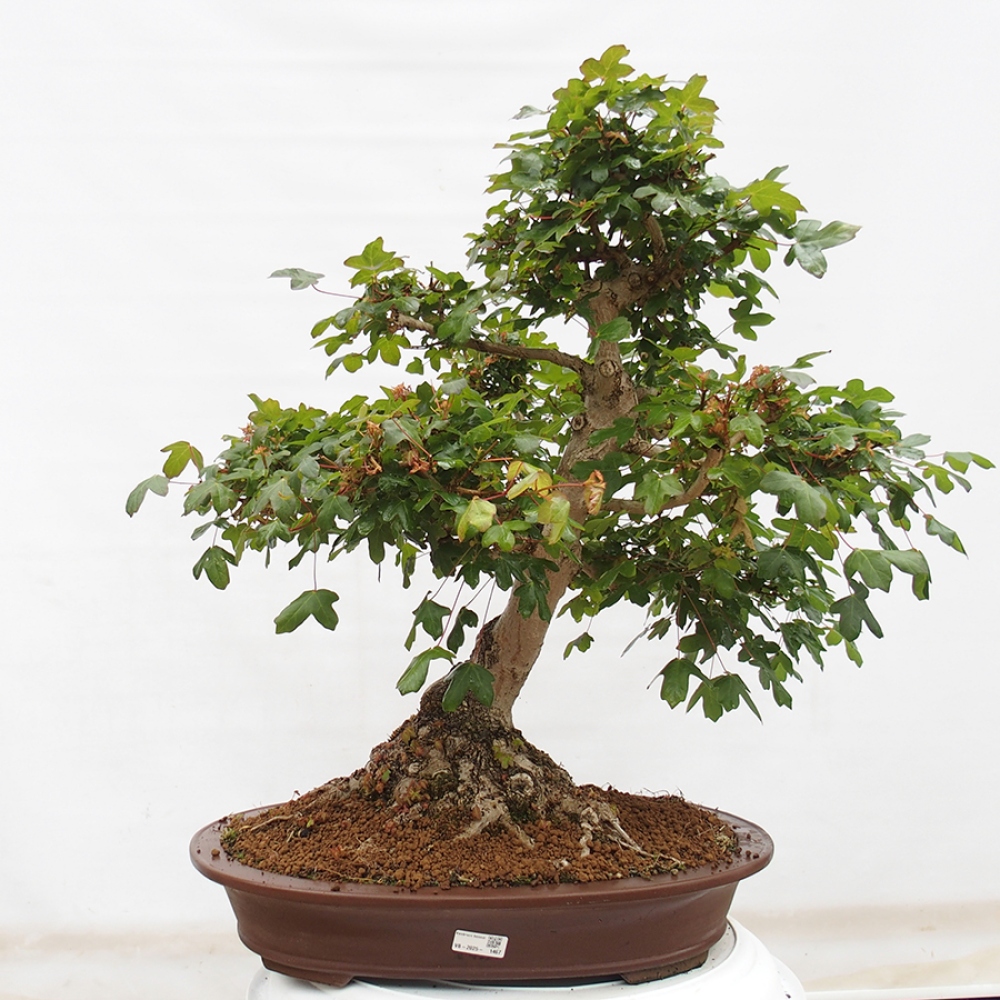 Venkovní bonsai - Javor Francouzský - Acer Nonspessulanum