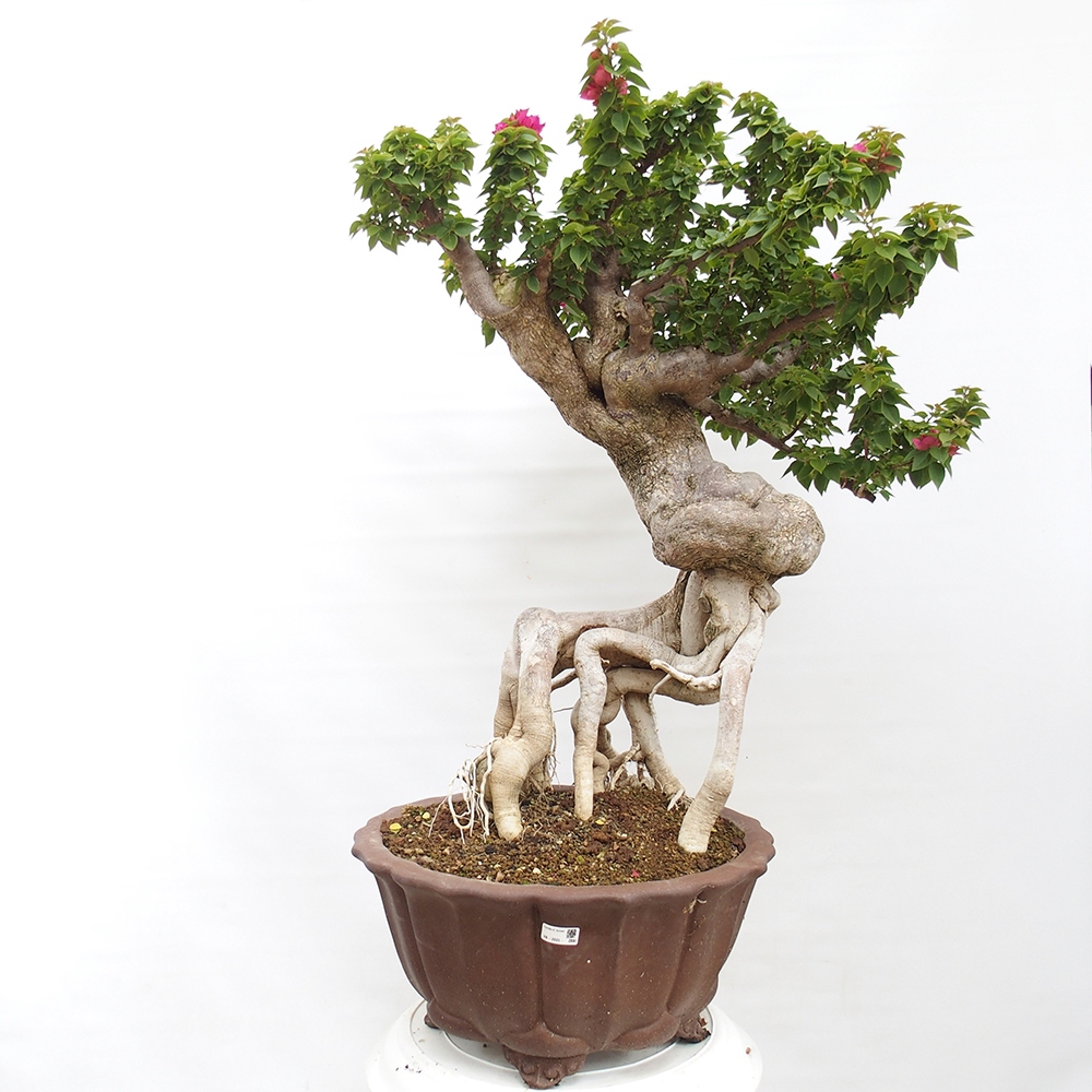 Pokojová bonsai - Bouganwilea