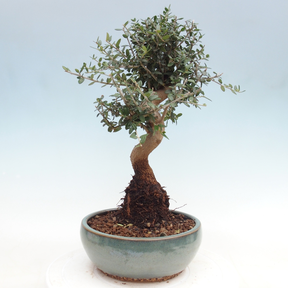 Pokojová bonsai - Olea europaea sylvestris -Oliva evropská drobnolistá