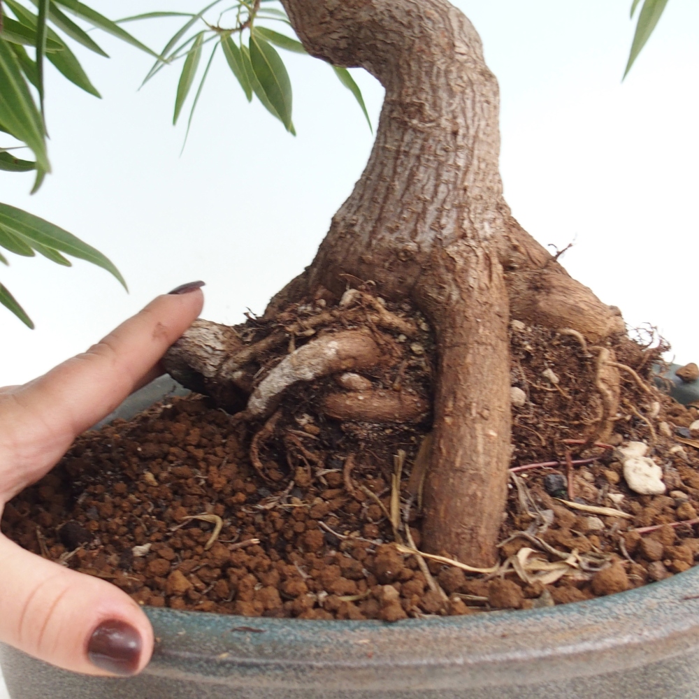 Pokojová bonsai - Ficus nerifolia -  malolistý fíkus