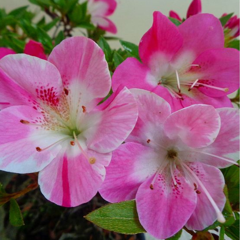 Venkovní bonsai - Japonská azalka - Azalea Reiko
