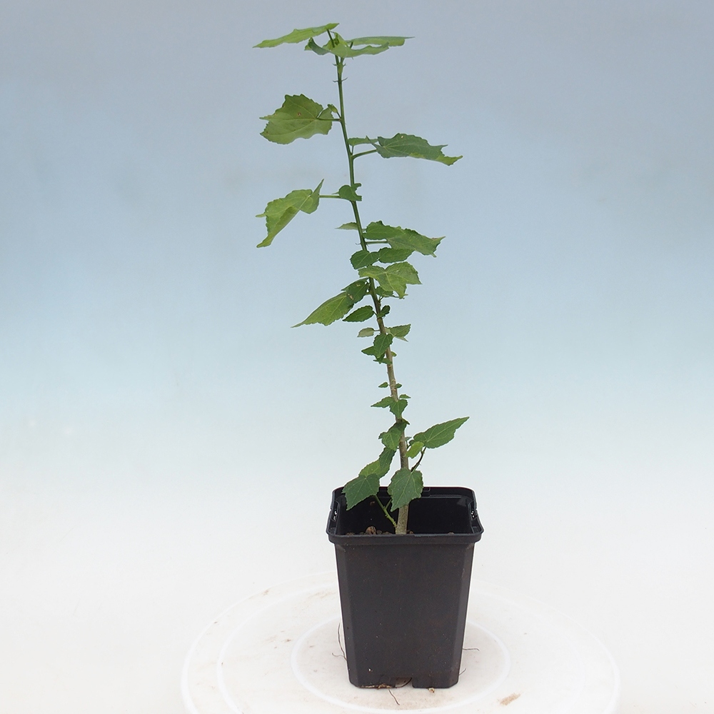 Pokojová bonsai - Malvaviscus arboreus - ibiškovec dřevnatý v kontejneru