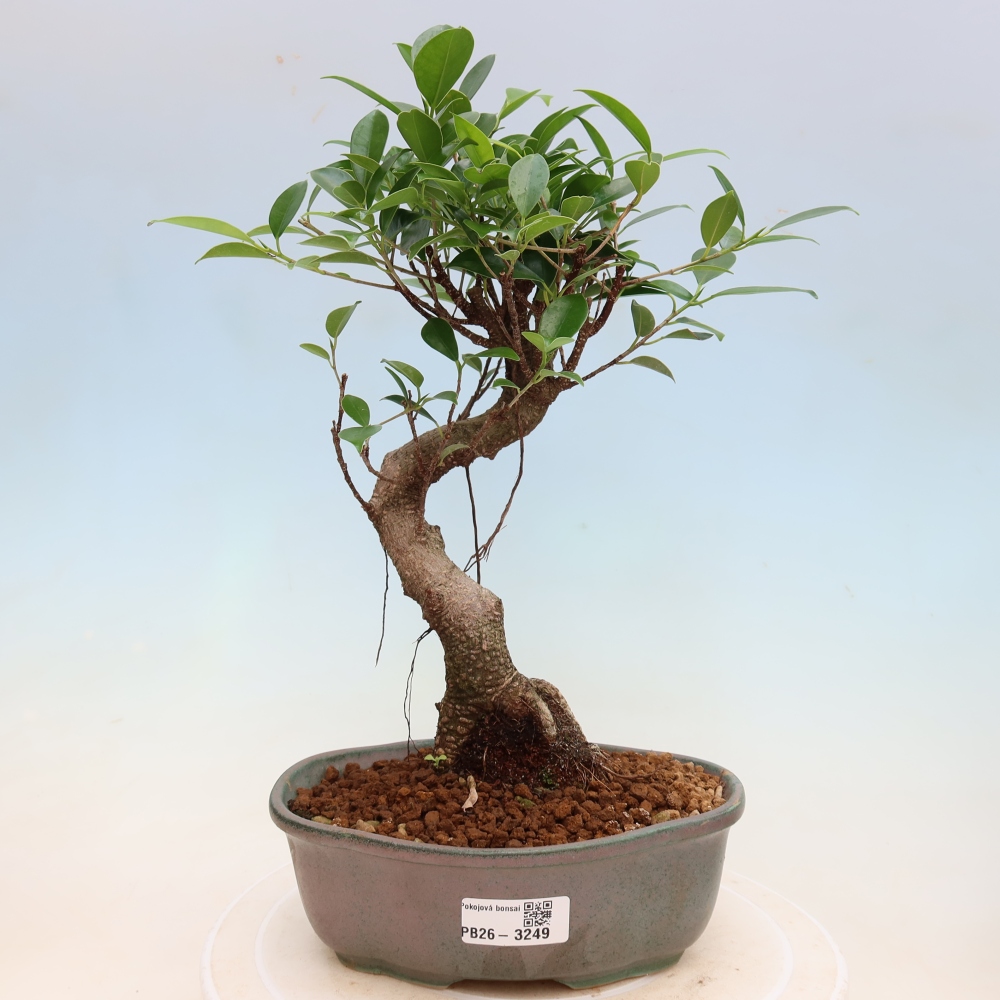 Pokojová bonsai - Ficus kimmen -  malolistý fíkus