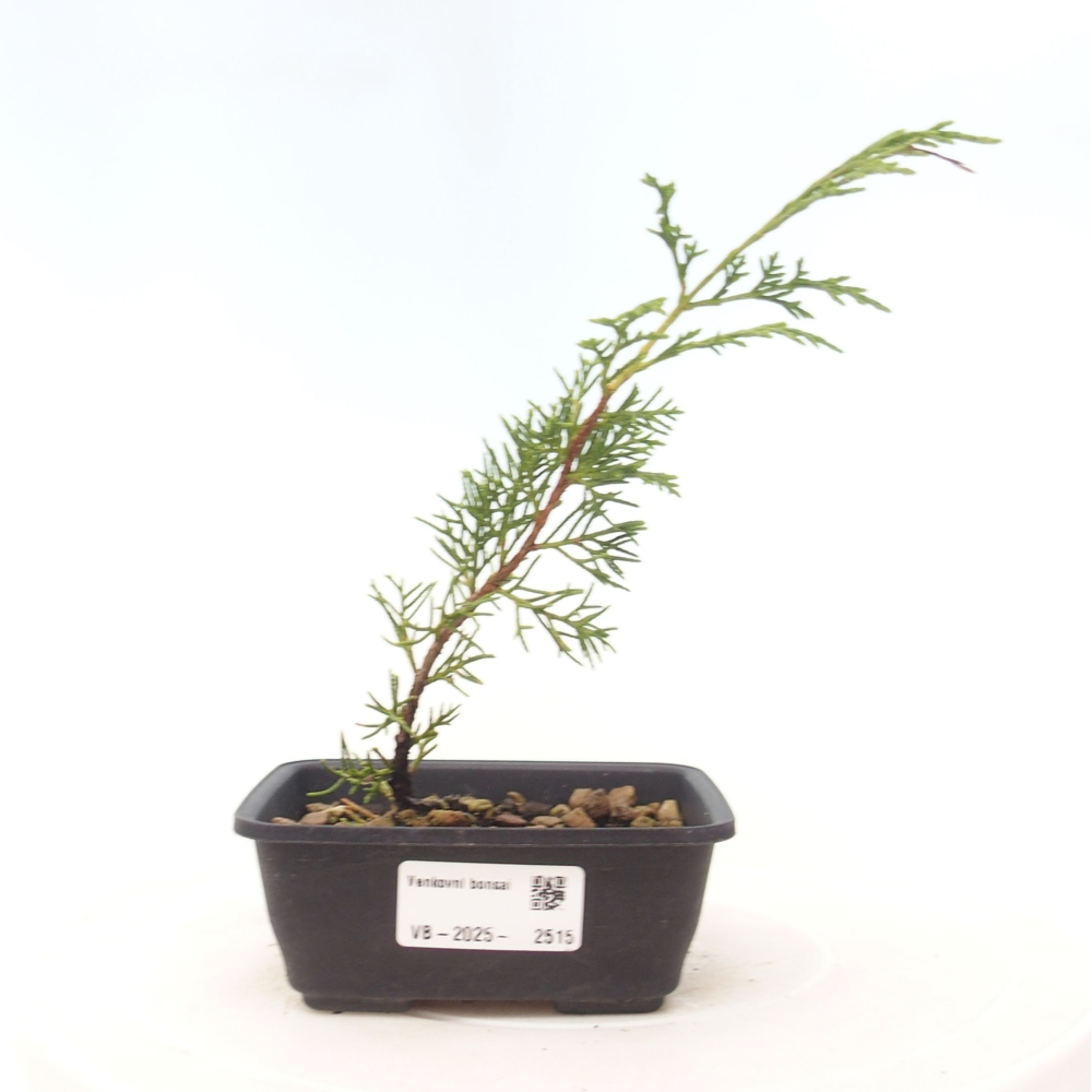 Venkovní bonsai - Juniperus chinensis Itoigawa -Jalovec čínský