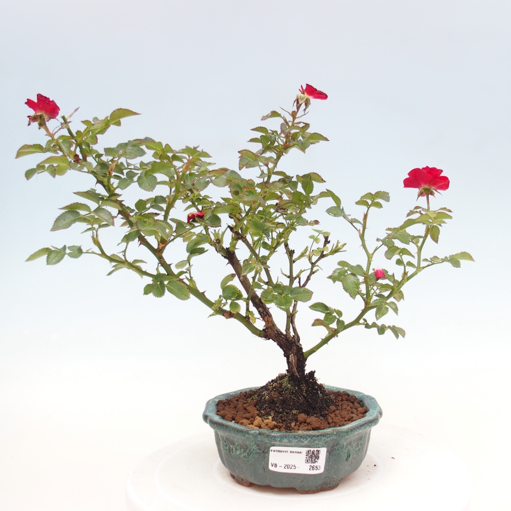 Venkovní bonsai - Rosa Kordes -  růže