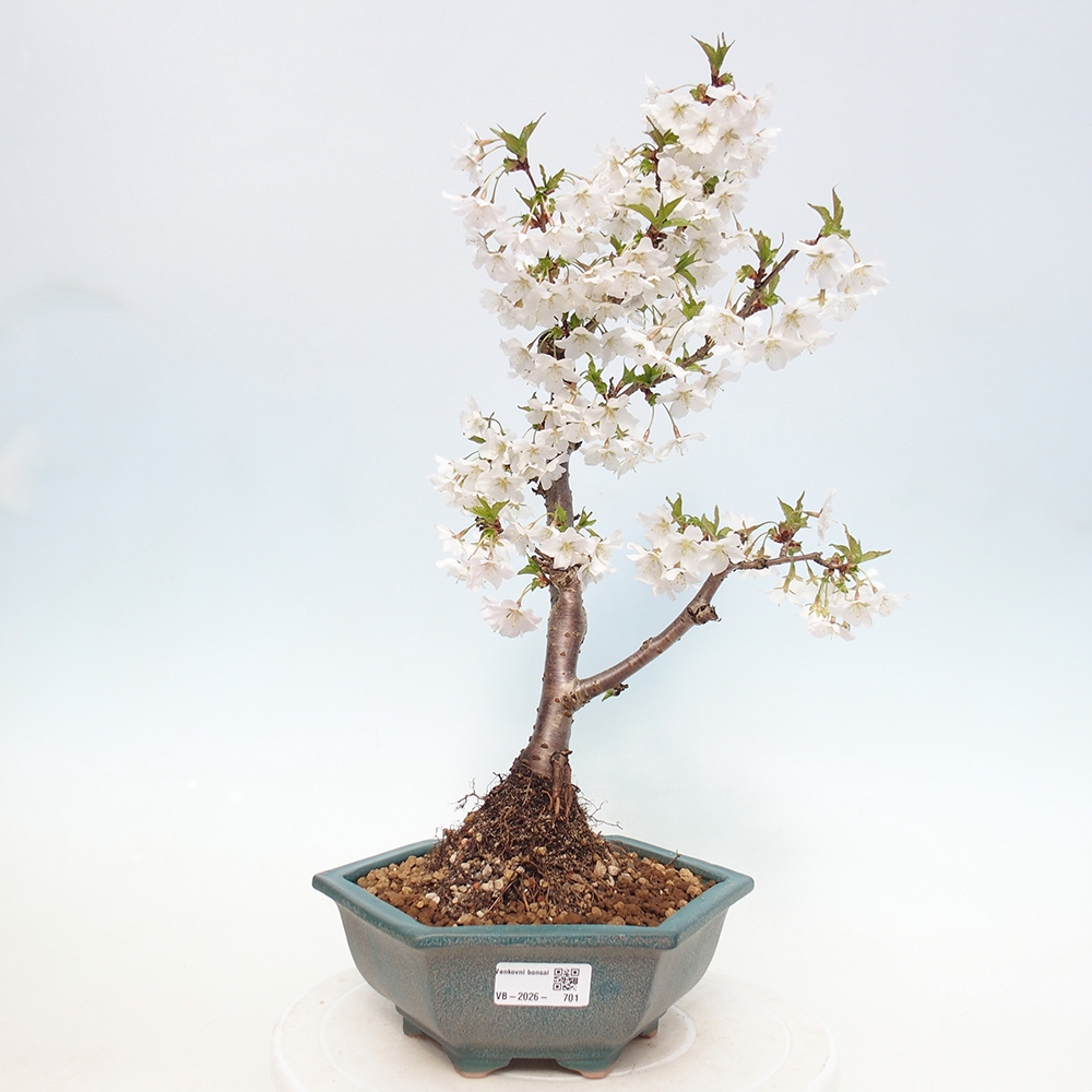 Venkovní bonsai - Prunus incisa Kojou-no mai-Slivoň vyříznutá
