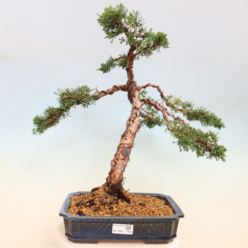 Venkovní bonsai - Juniperus chinensis Kishu -Jalovec čínský