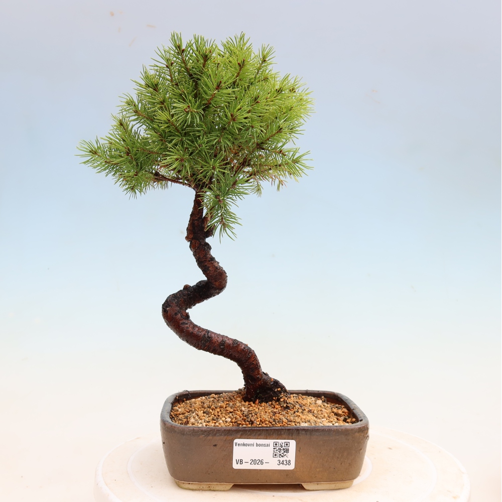 Venkovní bonsai- Smrk sivý - Picea glauca globe