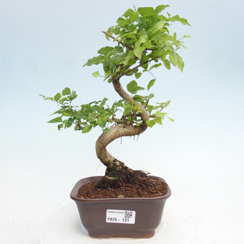 Pokojová bonsai -Ligustrum chinensis - Ptačí zob