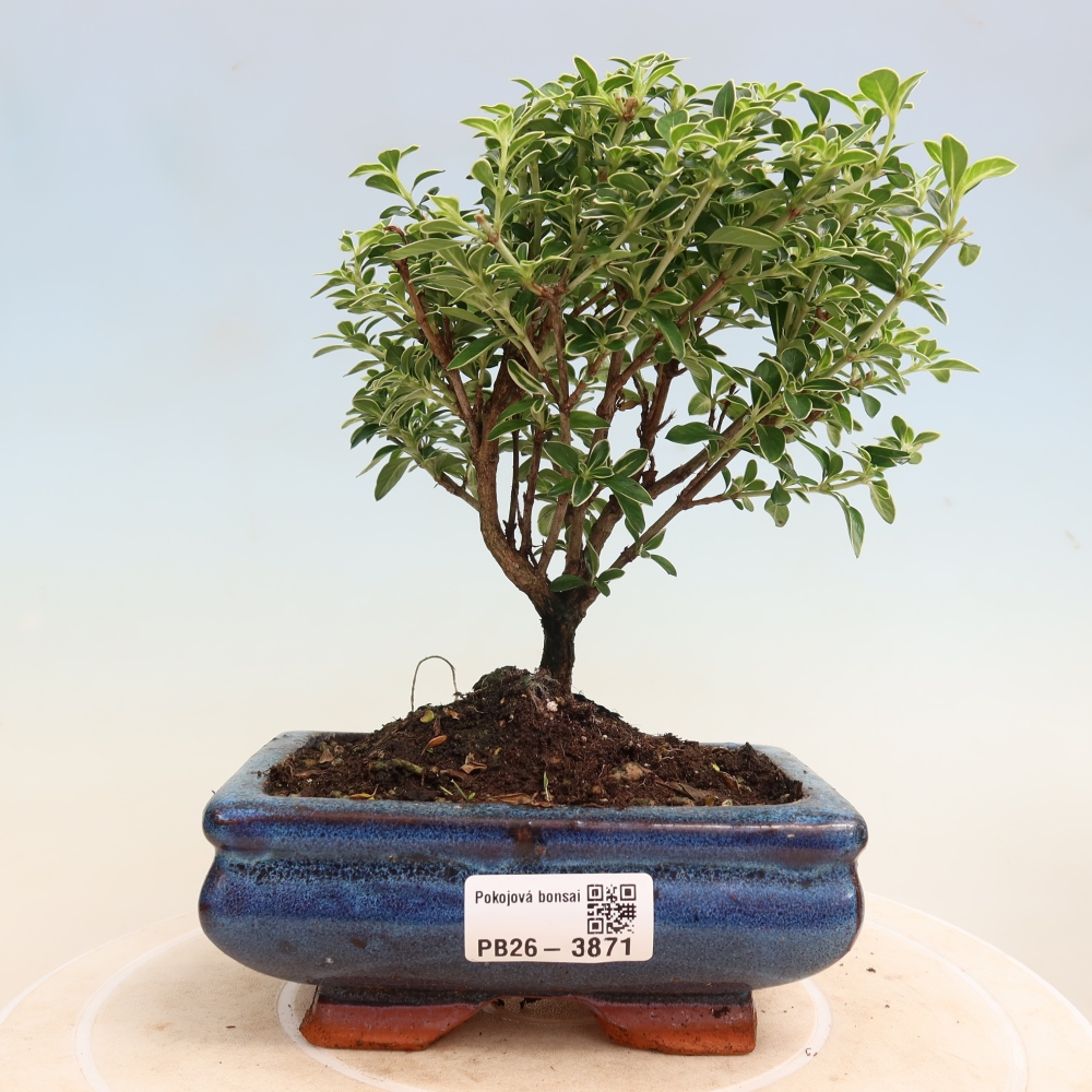 Pokojová bonsai - Serissa foetida Variegata - Strom tisíce hvězd