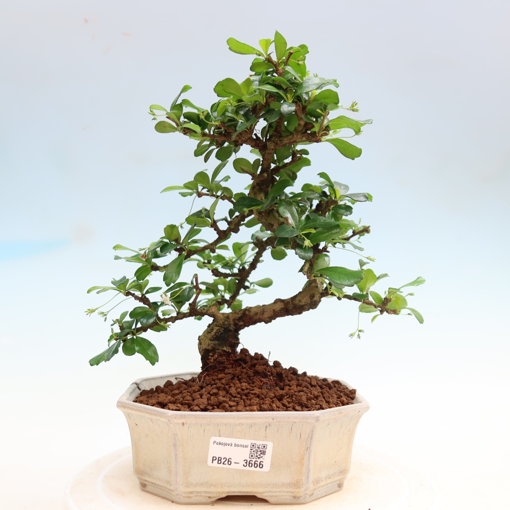 Pokojová bonsai - Carmona macrophylla - Čaj fuki