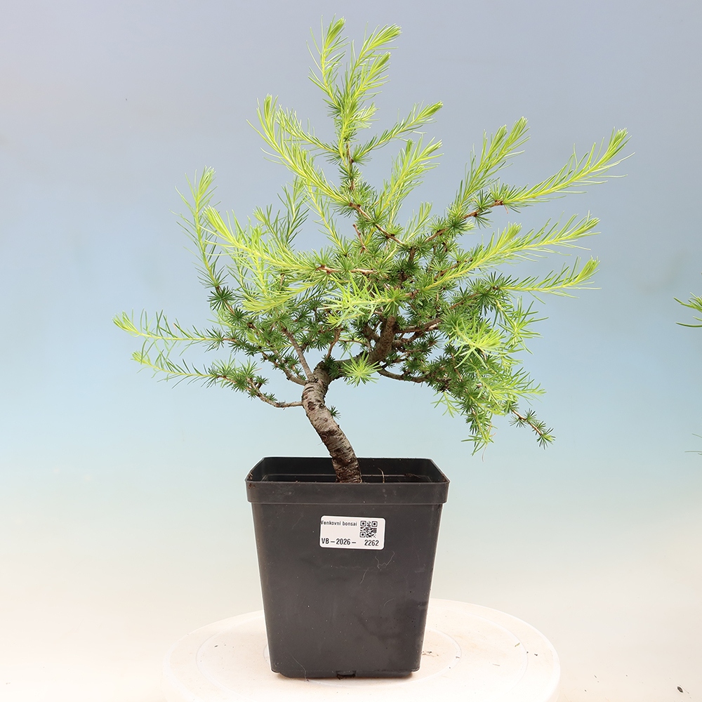 Venkovní bonsai -Larix decidua - Modřín opadavý 