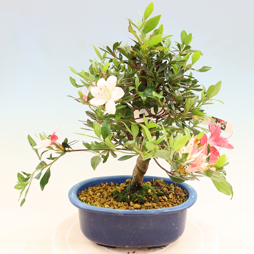 Venkovní bonsai - Japonská azalka - Azalea Senhime