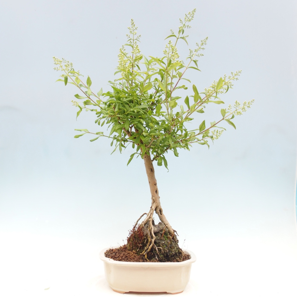 Venkovní bonsai - Ligustrum  - Ptačí zob