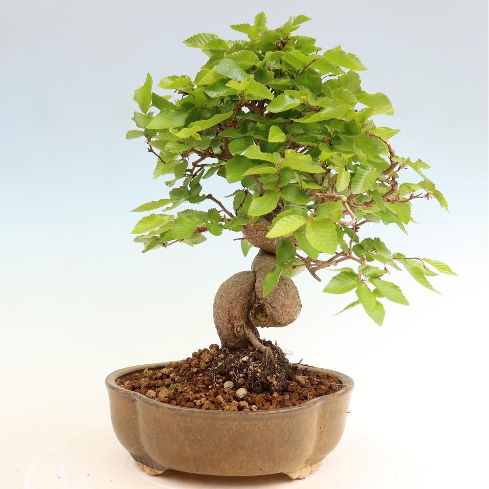 Venkovní bonsai -Carpinus coreana - Habr korejský