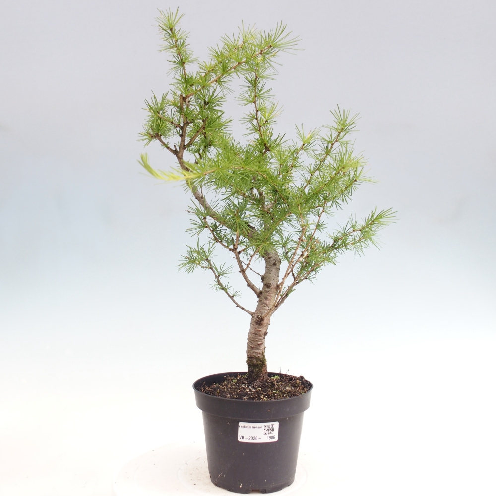 Venkovní bonsai -Larix decidua - Modřín opadavý 
