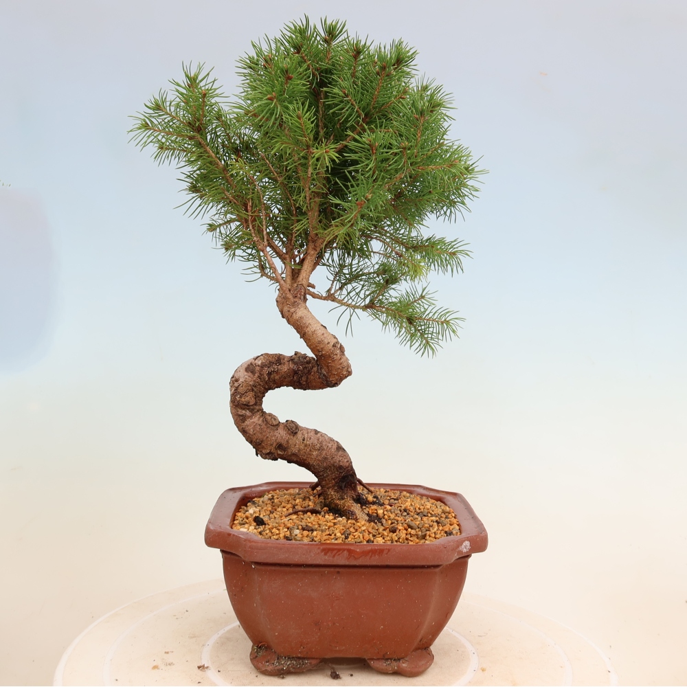 Venkovní bonsai- Smrk kulovitý - Picea glauca globe