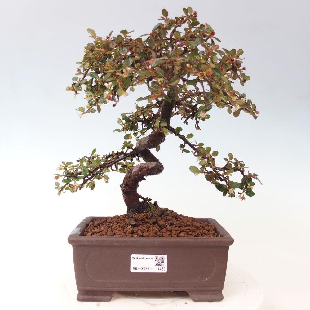 Venkovní bonsai-Cotoneaster dammeri - Skalník Damerův