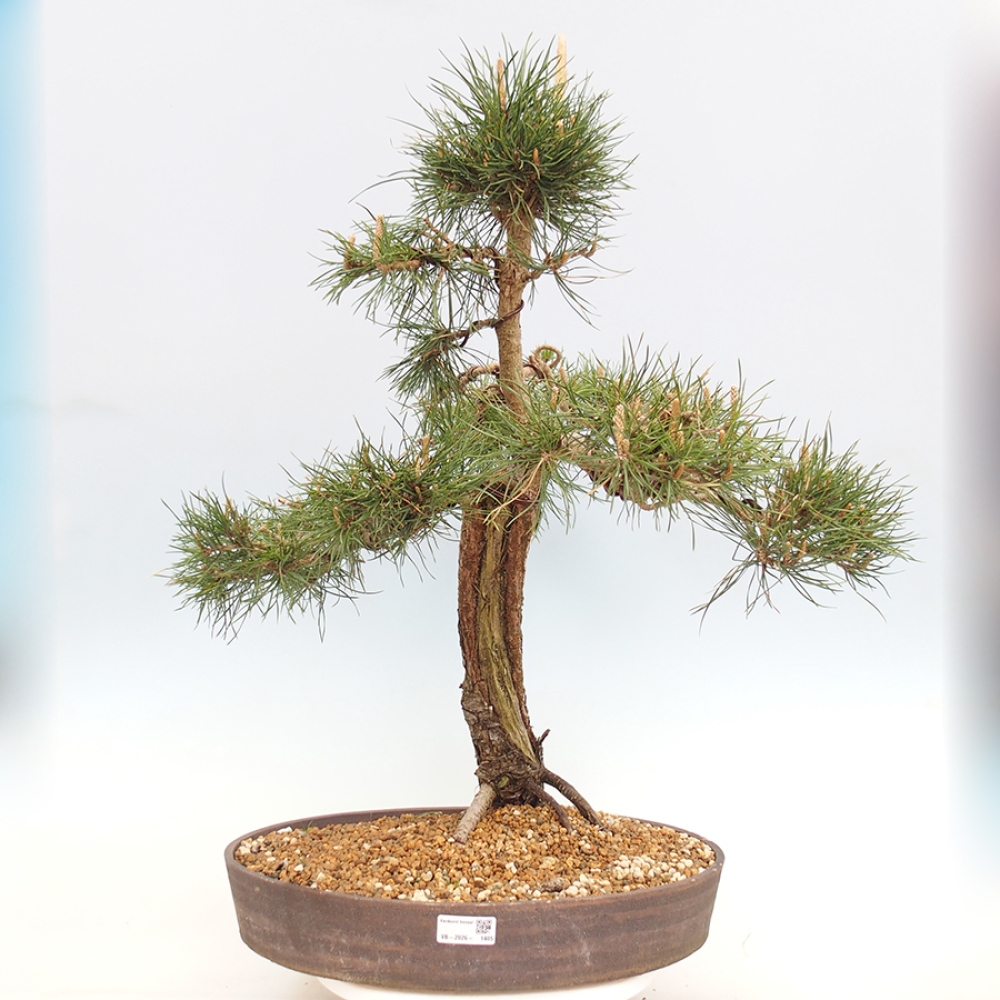 Venkovní bonsai - Pinus thunbergii - Borovice thunbergova