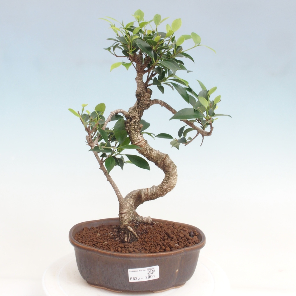 Pokojová bonsai - Ficus retusa -  malolistý fíkus