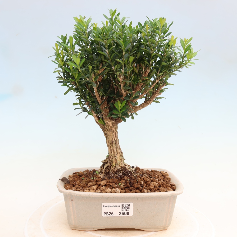Pokojová bonsai - Buxus harlandii -korkový buxus