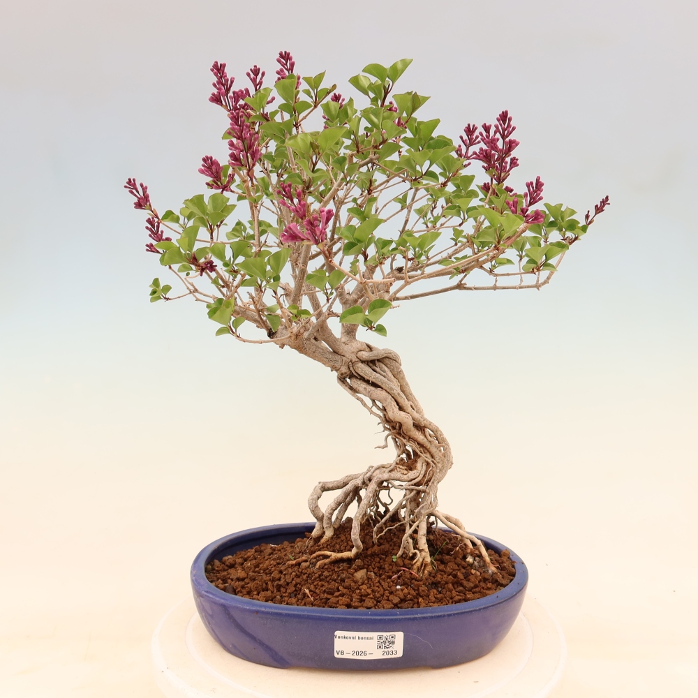 Venkovní  bonsai -  Syringa microphylla - malokvětý šeřík