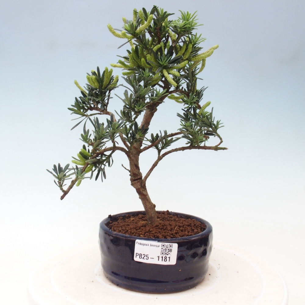 Pokojová bonsai - Podocarpus - Kamenný tis
